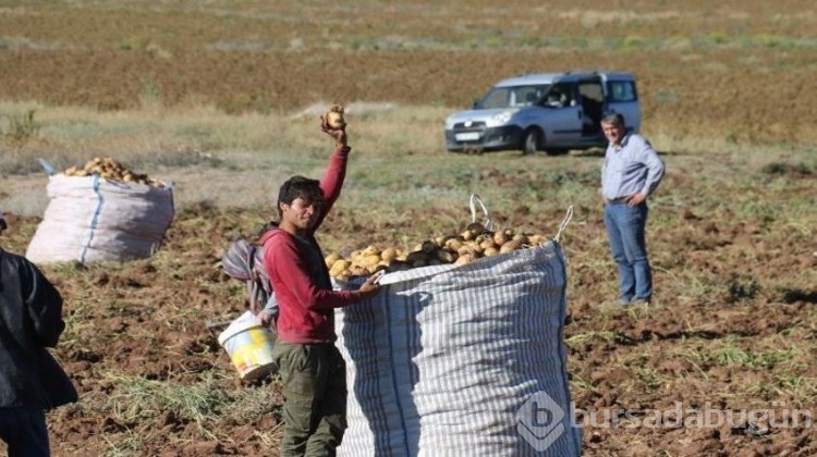 Ücretsiz patatesi duyan akın etti!