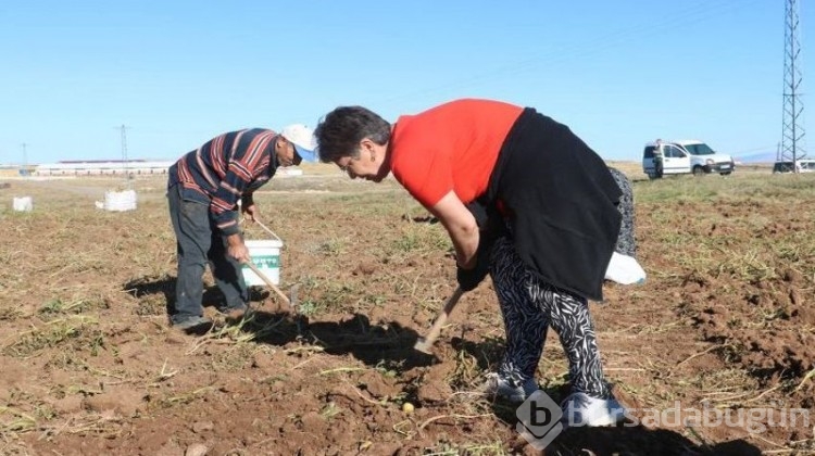 Ücretsiz patatesi duyan akın etti!