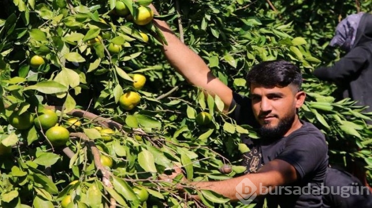 850 bin dönüm alanda ürünler dalda kaldı!