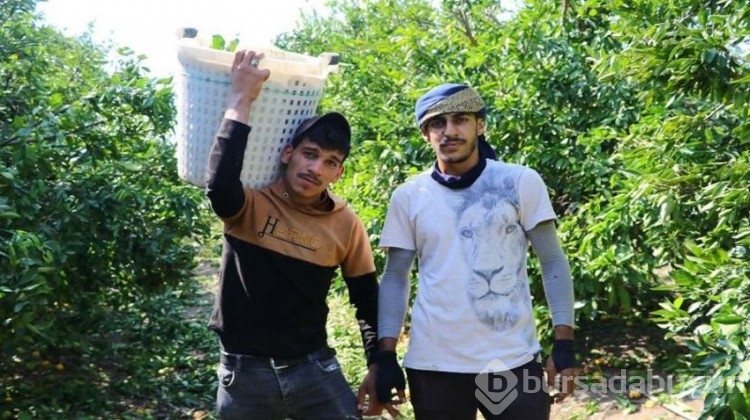 850 bin dönüm alanda ürünler dalda kaldı!