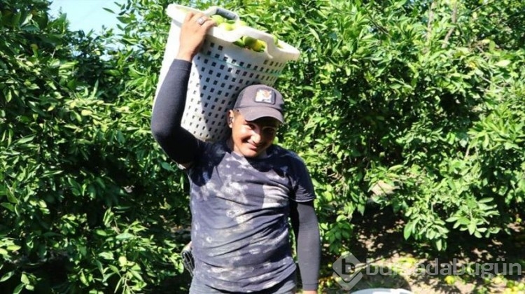 850 bin dönüm alanda ürünler dalda kaldı!