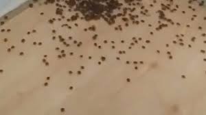 Karadeniz'de istilacı böcek mücadelesi!