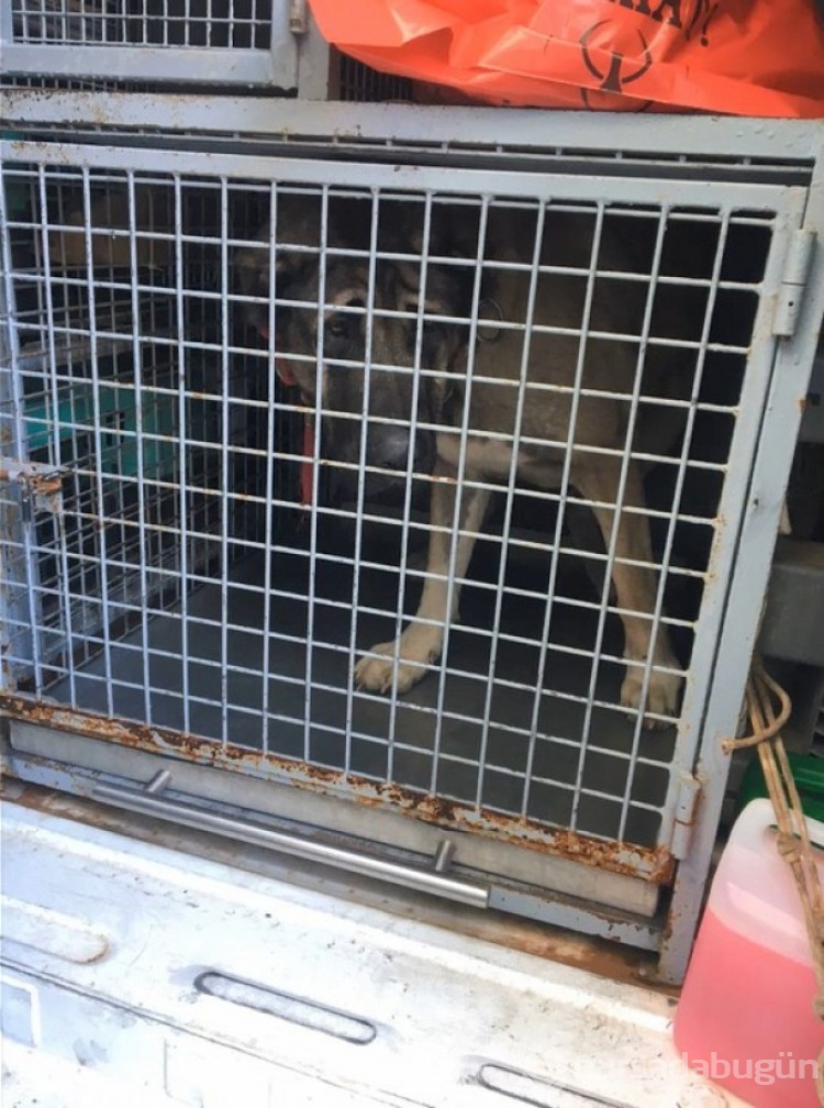 İstanbul'da köpek dövüşü operasyonu: 24 kişiye ceza kesildi