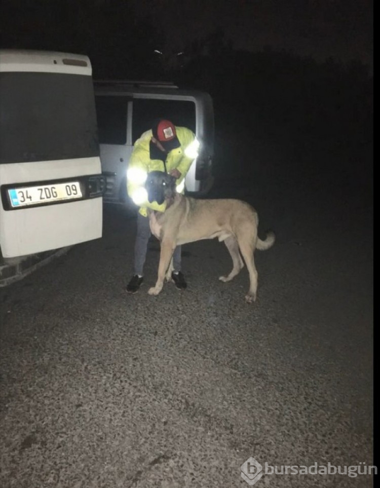 İstanbul'da köpek dövüşü operasyonu: 24 kişiye ceza kesildi