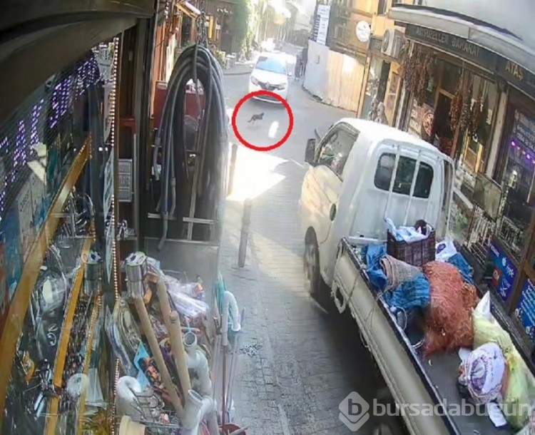 Bursa'da kamyonet sahipsiz kediyi ezdi, arkasına bakmadan gitti