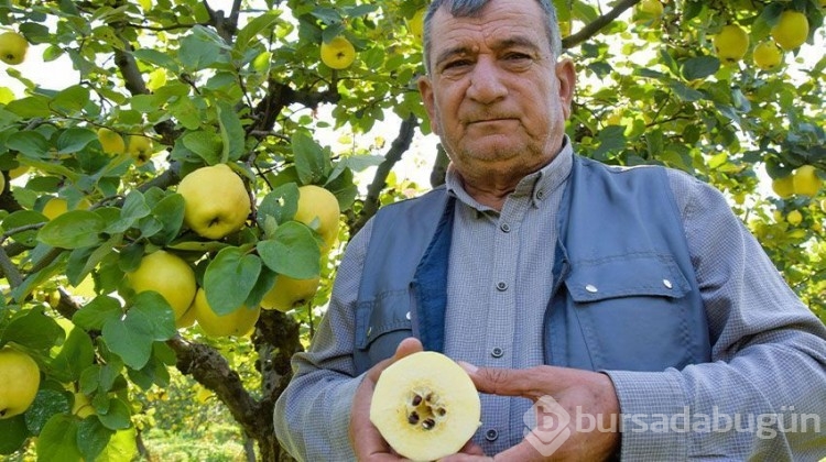 Heyecanla başlanan hasatta 10 bin ton rekolte!