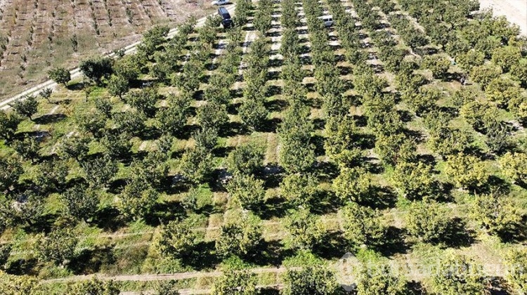 Heyecanla başlanan hasatta 10 bin ton rekolte!
