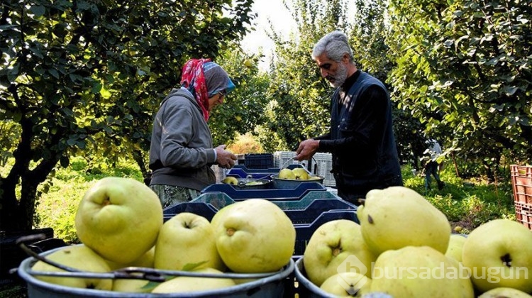 Heyecanla başlanan hasatta 10 bin ton rekolte!