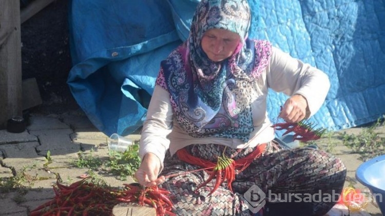 Tam 155 yıldır aynı acı.. Bu yıl 150 ton üretilecek