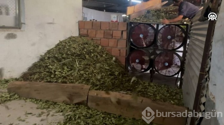Ücretsiz dağıtıldı, yüzlerce kişiye gelir kaynağı oldu!