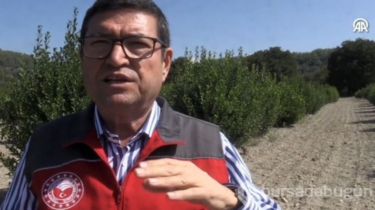 Ücretsiz dağıtıldı, yüzlerce kişiye gelir kaynağı oldu!
