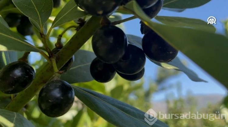 Ücretsiz dağıtıldı, yüzlerce kişiye gelir kaynağı oldu!