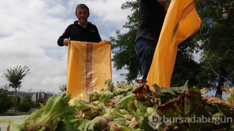 Turizm geliri, fındığı solladı
