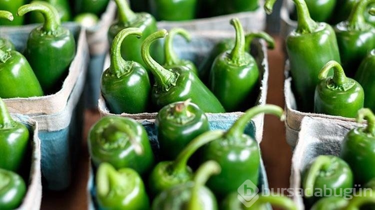 Meksikalı ustadan çıtır çıtır jalapeno turşusu tarifi