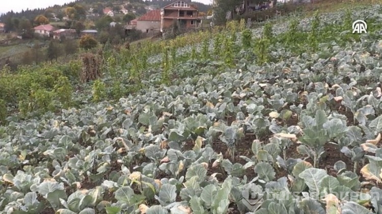 Yöre halkına ciddi gelir sağlıyor! Kilosu 40 TL