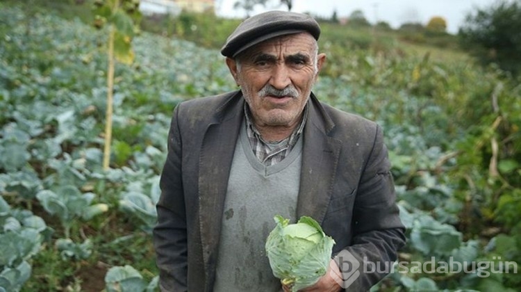 Yöre halkına ciddi gelir sağlıyor! Kilosu 40 TL