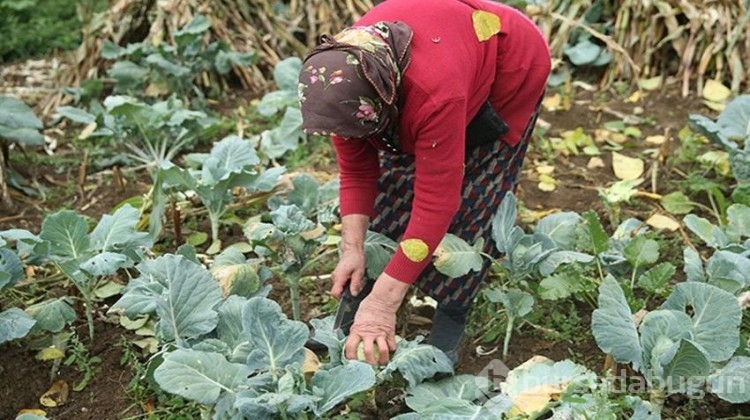 Yöre halkına ciddi gelir sağlıyor! Kilosu 40 TL