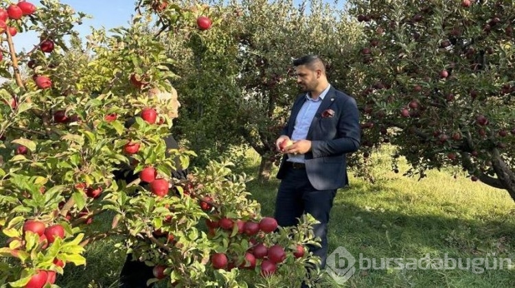 İran'dan getirip diktiler, şimdi de para para demiyorlar!