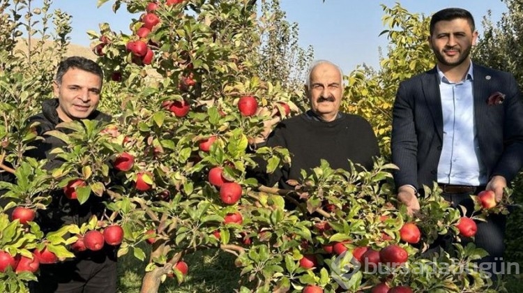 İran'dan getirip diktiler, şimdi de para para demiyorlar!