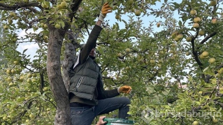 İran'dan getirip diktiler, şimdi de para para demiyorlar!