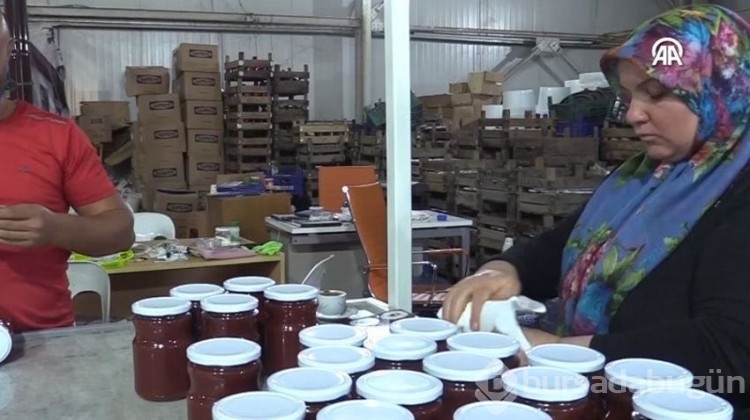 Günlük 2 ton üretiliyor, 13 köye gelir kapısı oldu!