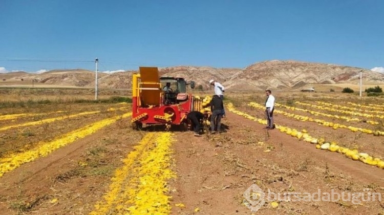 Bozkırda ilk kez ekti, 15 tonluk verim aldı!