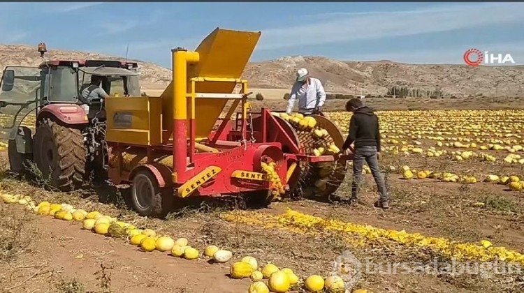Bozkırda ilk kez ekti, 15 tonluk verim aldı!