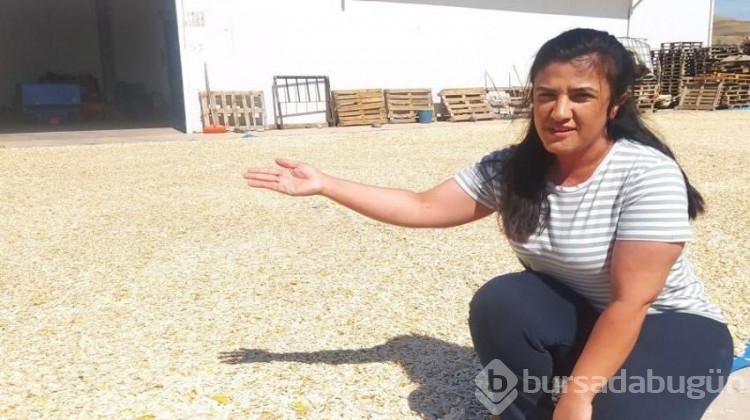 Bozkırda ilk kez ekti, 15 tonluk verim aldı!