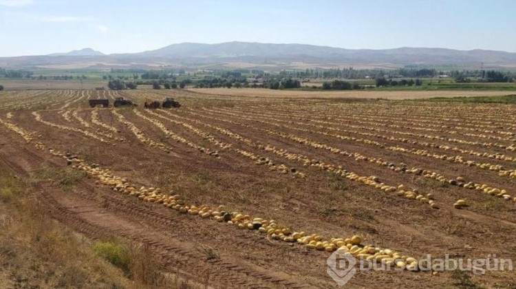 Bozkırda ilk kez ekti, 15 tonluk verim aldı!