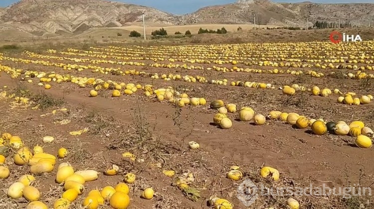 Bozkırda ilk kez ekti, 15 tonluk verim aldı!