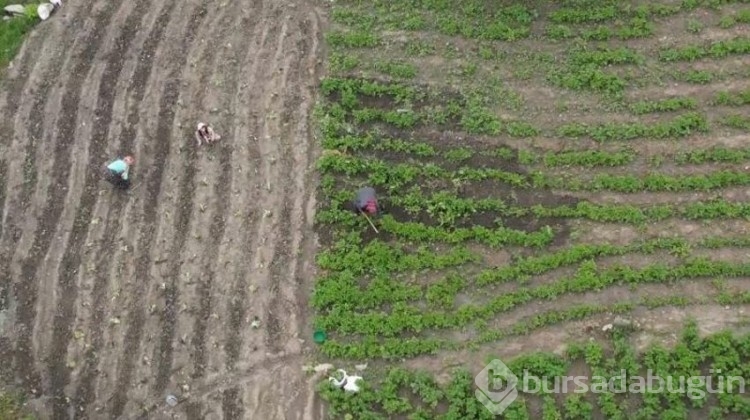 Çiftçilerin emekleri hiç oldu: 13 TL birden düştü, çürümelerini izliyorlar...