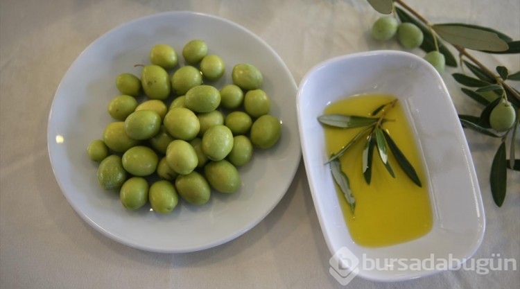 Tarihi manastır bahçesinde zeytin hasadı

