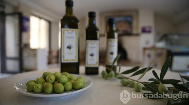 Tarihi manastır bahçesinde zeytin hasadı

