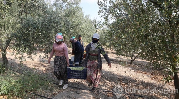 Tarihi manastır bahçesinde zeytin hasadı

