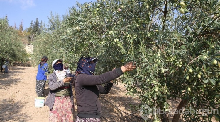 Tarihi manastır bahçesinde zeytin hasadı

