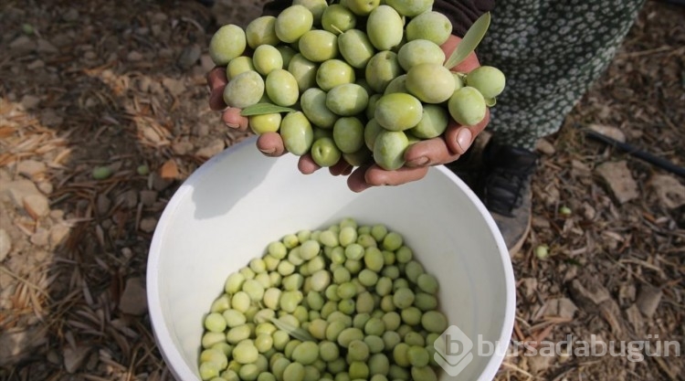 Tarihi manastır bahçesinde zeytin hasadı

