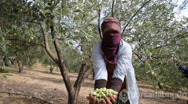 Tarihi manastır bahçesinde zeytin hasadı

