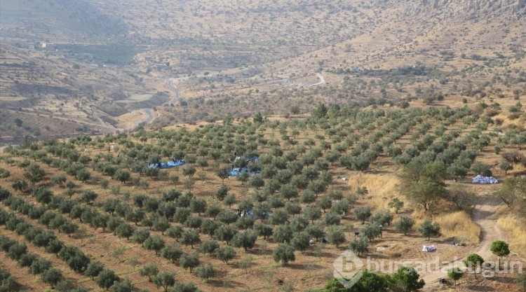 Tarihi manastır bahçesinde zeytin hasadı

