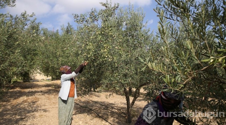 Tarihi manastır bahçesinde zeytin hasadı

