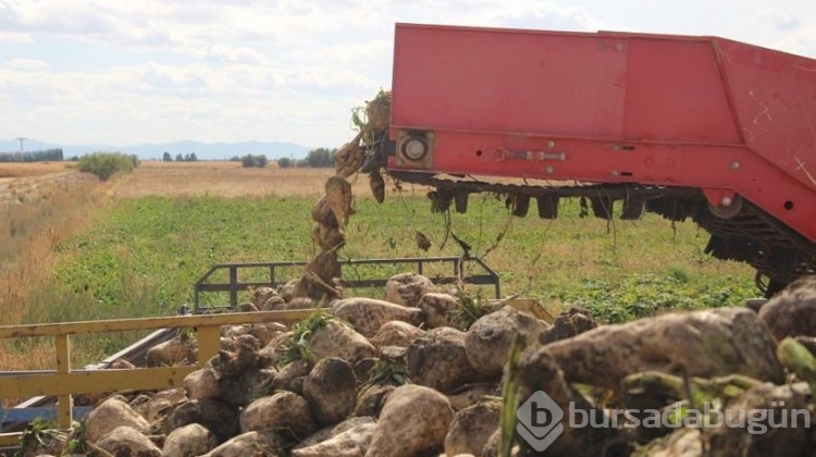 Şeker pancarının başkentinde hasat mesaisi