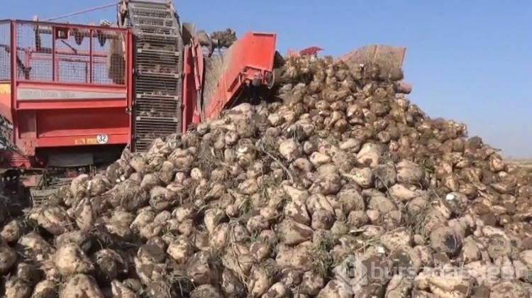 Şeker pancarının başkentinde hasat mesaisi