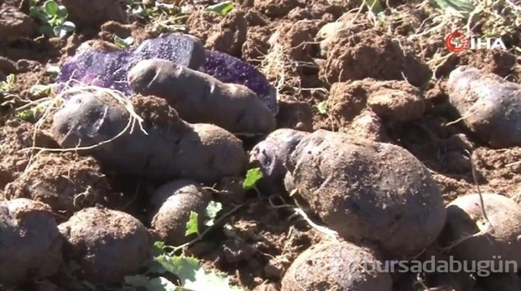 40 dönümde ekilen 'mor şifa'da sonuçlar yüz güldürdü!