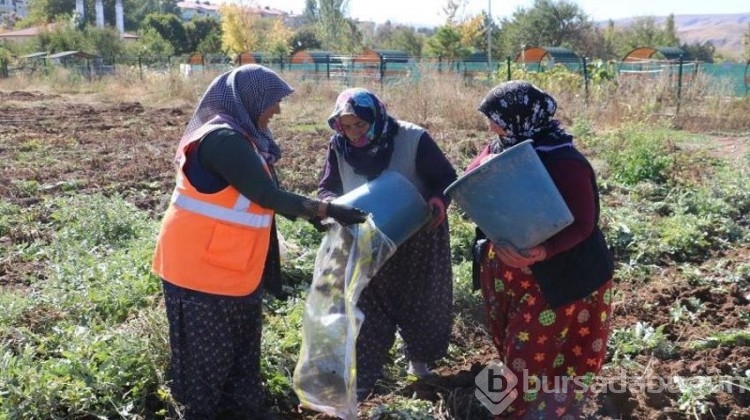 40 dönümde ekilen 'mor şifa'da sonuçlar yüz güldürdü!