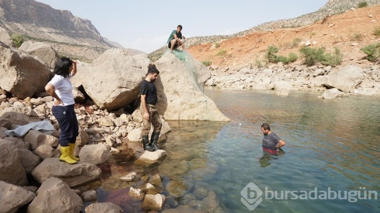 Türk bilim insanları, Siirt'te bu balığı arıyor!