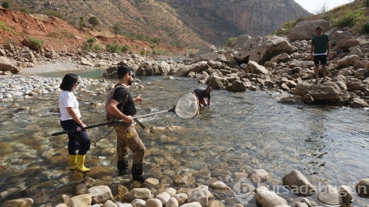 Türk bilim insanları, Siirt'te bu balığı arıyor!