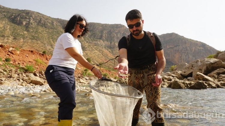 Türk bilim insanları, Siirt'te bu balığı arıyor!
