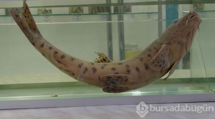 Türk bilim insanları, Siirt'te bu balığı arıyor!