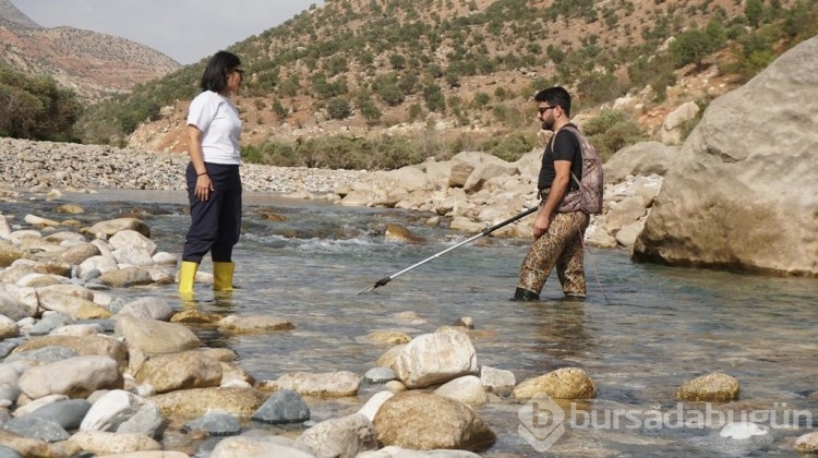 Türk bilim insanları, Siirt'te bu balığı arıyor!