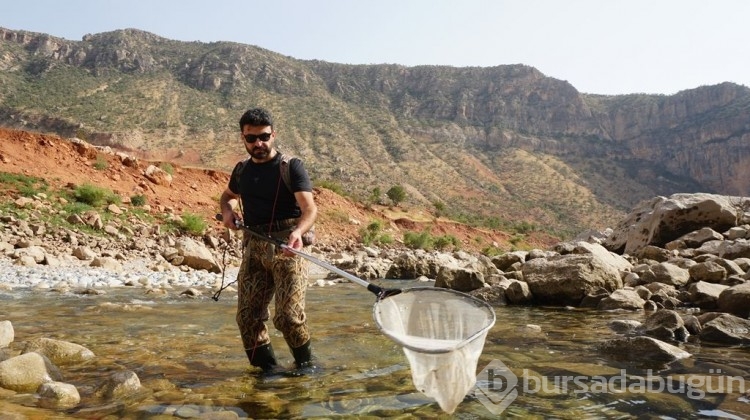 Türk bilim insanları, Siirt'te bu balığı arıyor!