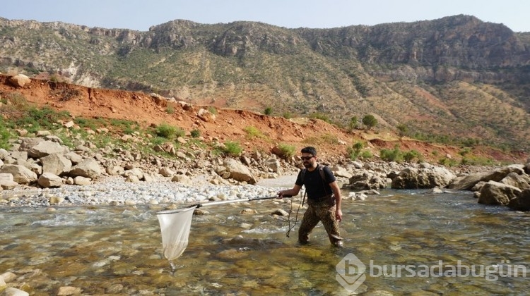 Türk bilim insanları, Siirt'te bu balığı arıyor!